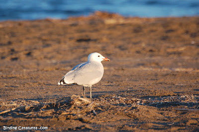 Gaviota de Audouin (Ichthyaetus audouinii)