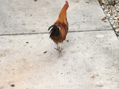 Chickens in Key West, Florida