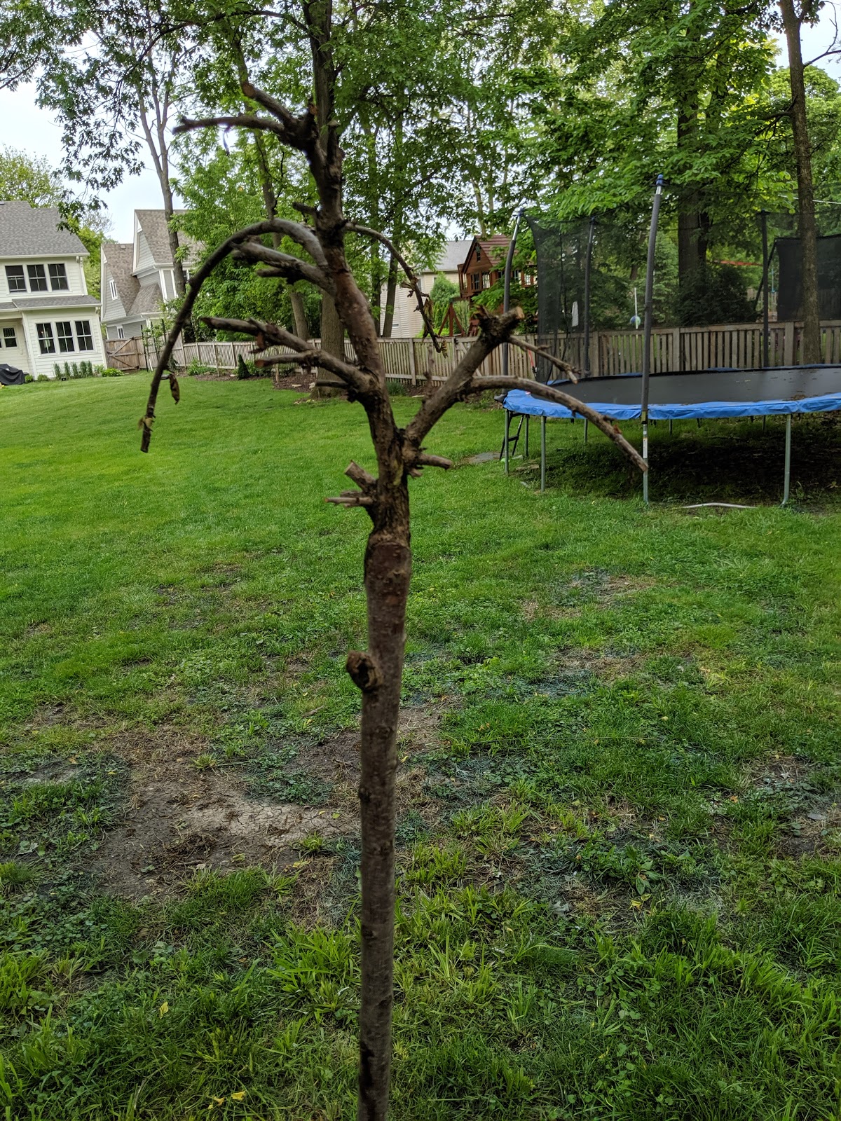 Lost: Weeping Cherry Tree - June 2019