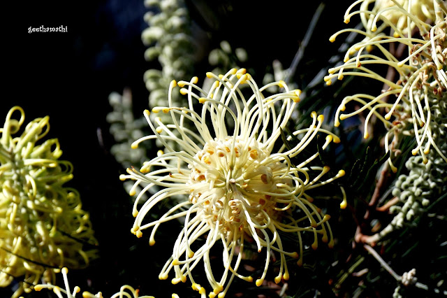 grevillea%2Bwhite.JPG