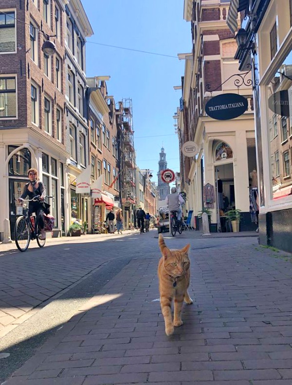 Cat from Amsterdam Traveling Cats Travel Pictures of Cats