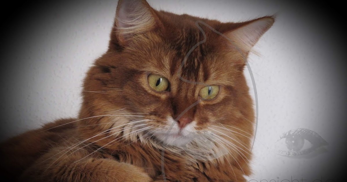 Auskatzensicht Katzenverhaltensberatung