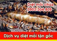 Diệt mối tận gốc