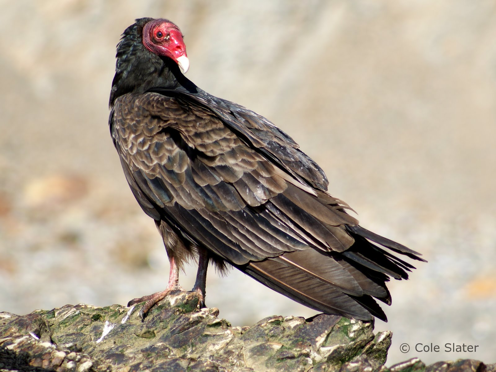 Cole's Trail Tales Bolinas Agate Beach & Duxbury Reef Tide Pools 2