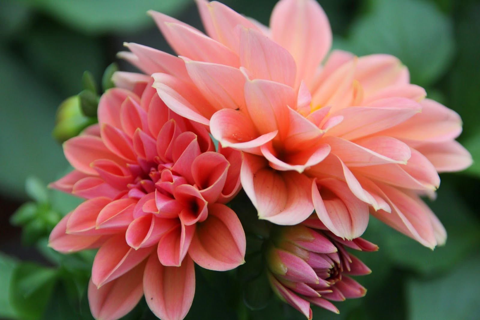 Unser Fototreff Luzern Luzerner Garten