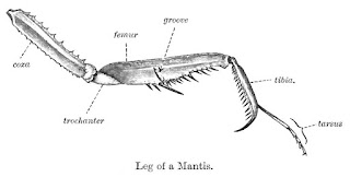 Peygamberdevelerinde (Mantidae) görülen ön bacaklar (yakalayıcı bacaklar) çok sayıda diş ve diken taşır.