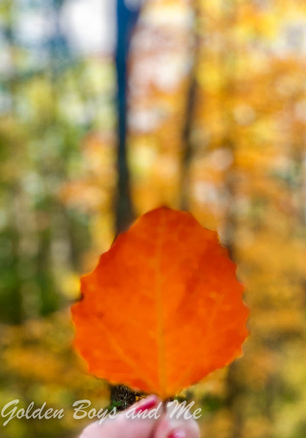 fall foliage in the Adirondack mountains - www.goldenboysandme.com