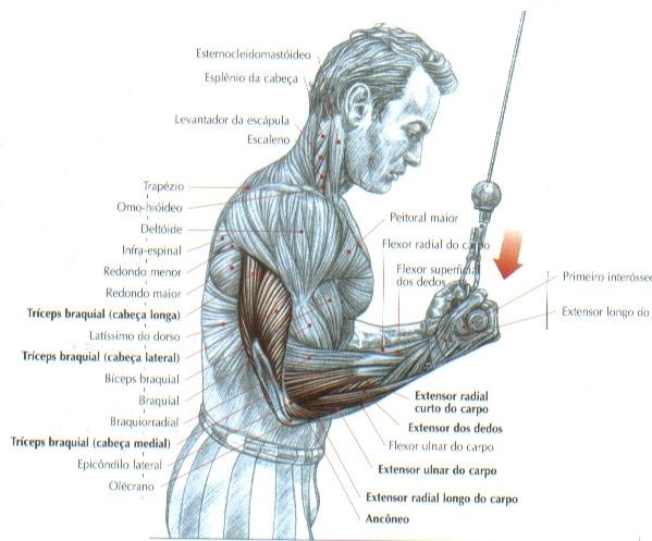 Sequência de exercícios para triceps