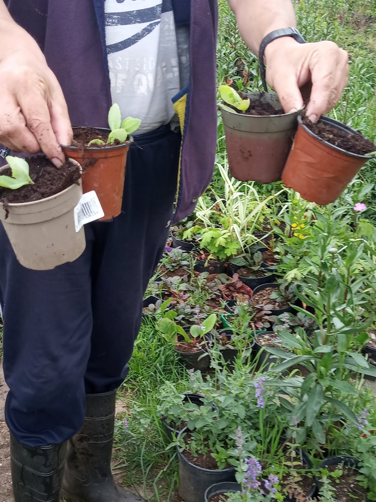 northsider Plant Cuttings With Roots For Free.