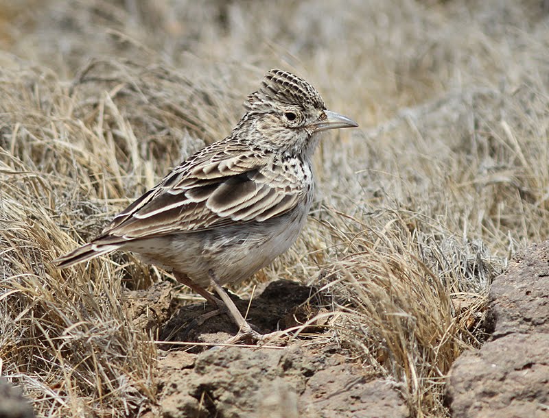 Birding the edge: Cabo Verde 2 - Raso Larks