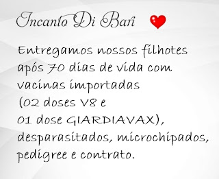 Filhotes de Spitz Filhotes de Spitz