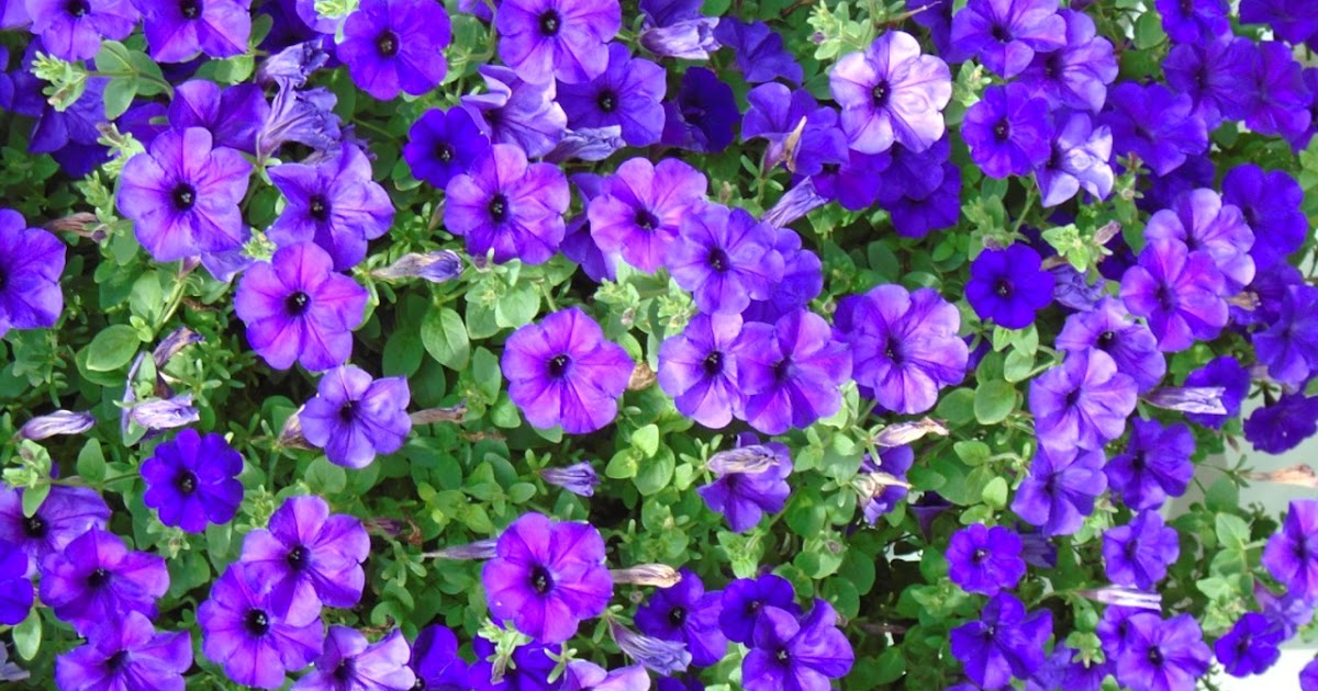 Dollar Tree Seeds Impatiens Mixed Colors Seed Mixture Spring Garden 2020