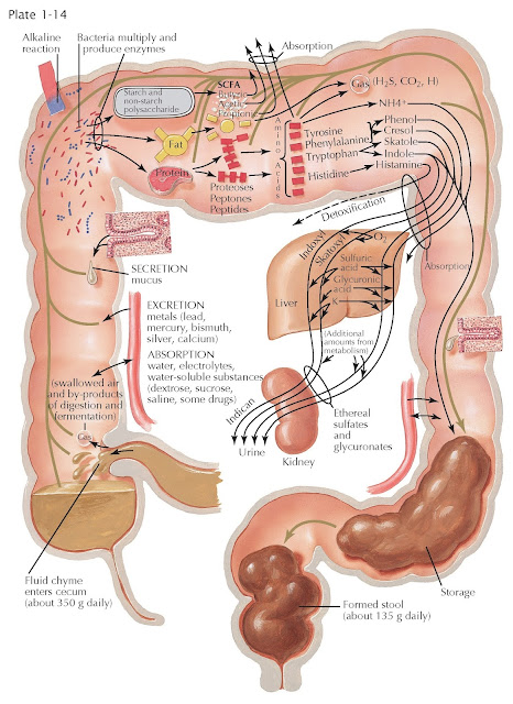 DIGESTION OF FAT