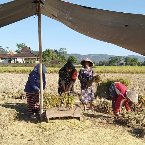 Wujud Kan Ketahanan Pangan Babinsa Panen Padi Bersama Petani