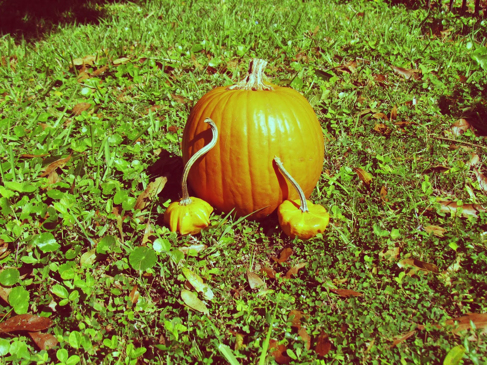 A homemade pumpkin patch in the grass and clovers of Florida living