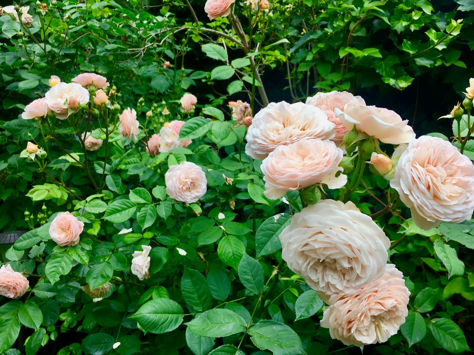 Father’s Day feast Father's Day feast Beth Kaplan
