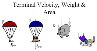 Terminal velocity, weight, surface area