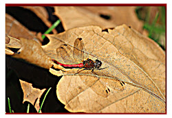 Christian Images In My Treasure Box: Red tailed Pennant Dragonflies