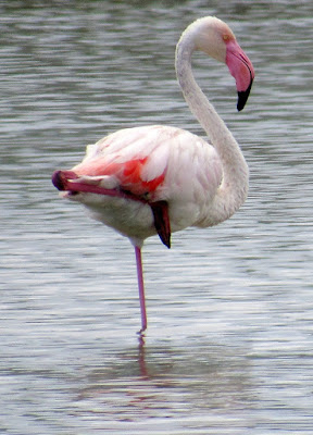 qué-ver-en-Ibiza Flamencos en la salina de Ibiza