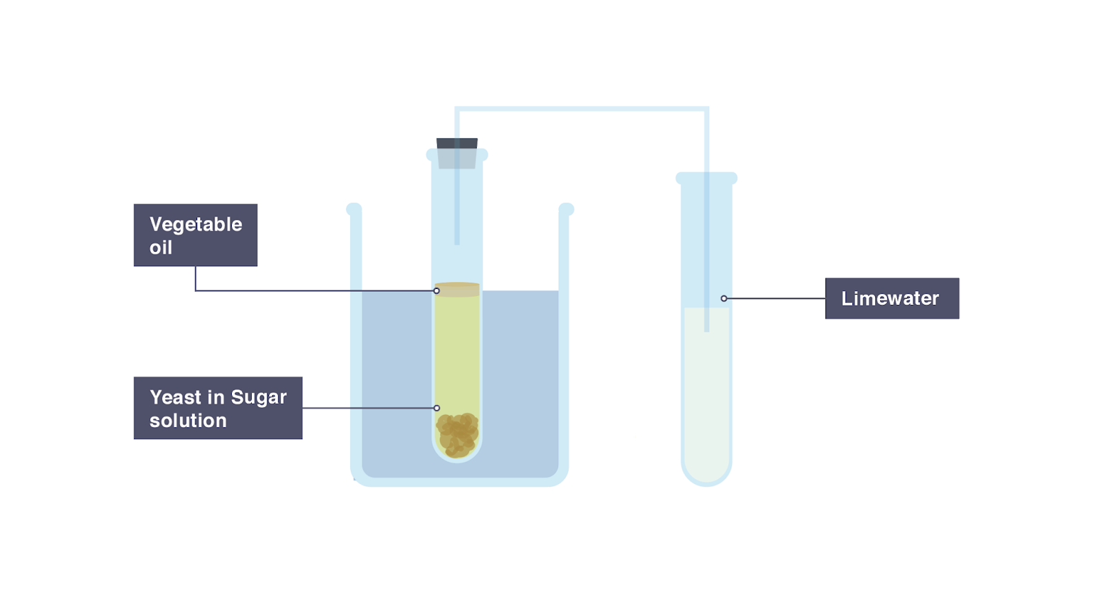 IGCSE Biology 2017 5.6 Practical Investigate the Role of Anaerobic