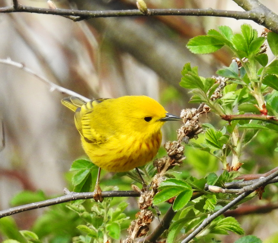 B.I.R.D. Spring Warblers