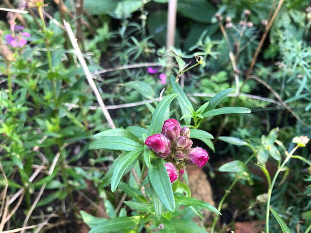 Pink snapdragon buds in October garden