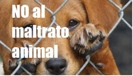 https://www.notasrosas.com/Departamento de Policía Cesar sensibiliza a la comunidad, sobre el Amor y Buen Trato Animal