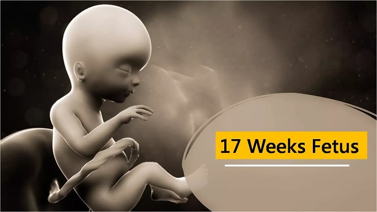 17 week pregnancy in Hindi