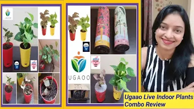 ugaoo indoor plants amazon review, ugaoo reviews, ugaoo indoor plants online