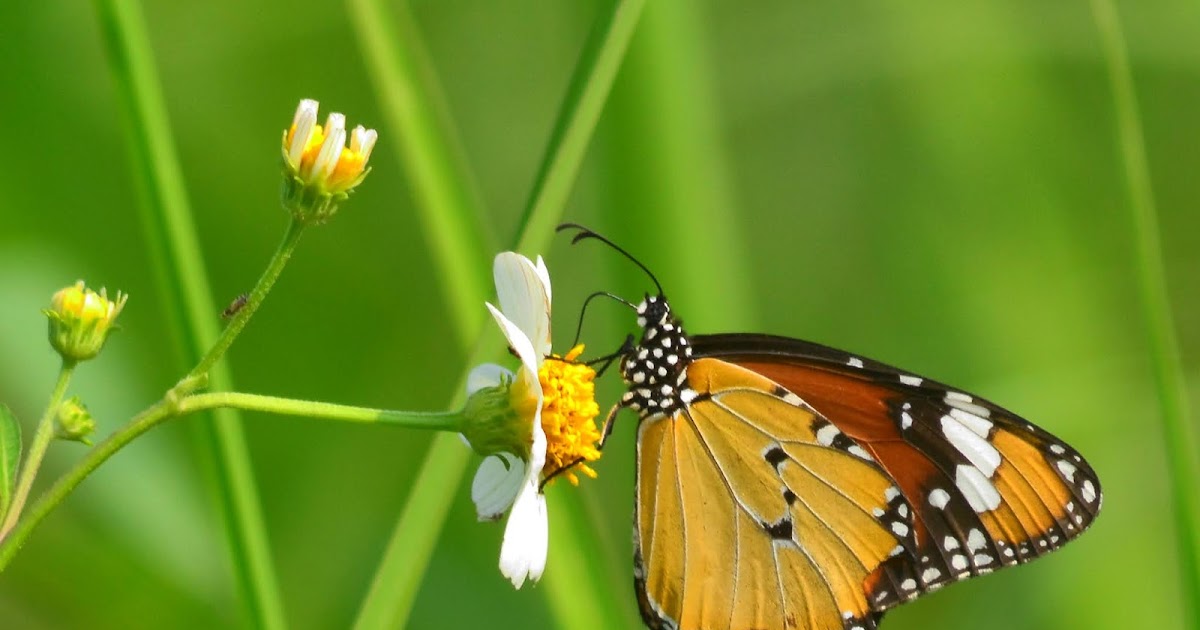 Danaus Chrysippus L The Plain Tiger Kupu Kupu Coklat Yang Indah Planter And Forester