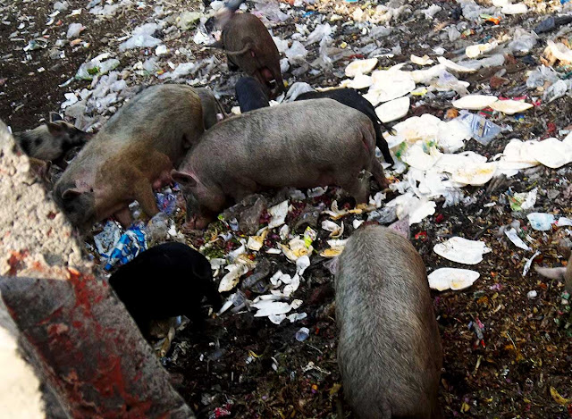 swine eating garbage