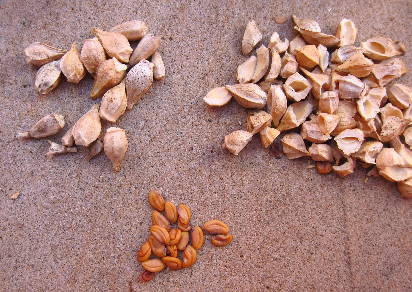 66 Square Feet (Plus) Native seeds