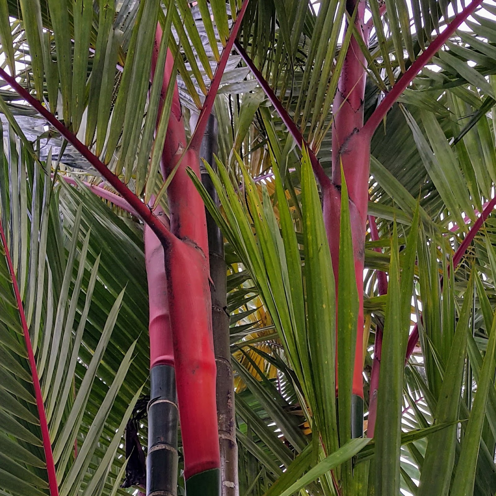 "Verdade//aspas" 👪 Arecaceae (Cyrtostachys renda)