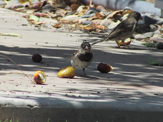 Photo of Sparrows and Jujubes