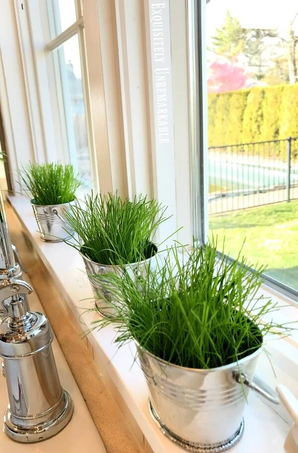 Grass growing on windowsill in small silver buckets