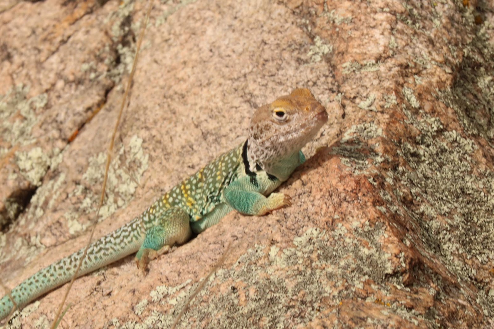 The Most Colorful Lizard in Arizona