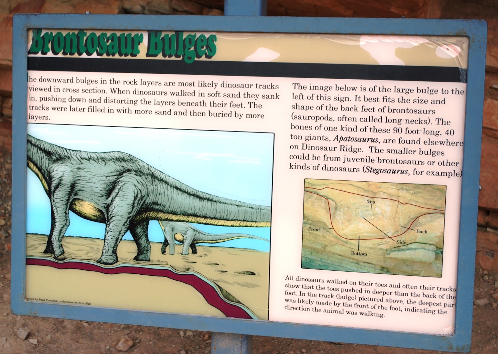 Claire the Armadillo: Dinosaur Ridge