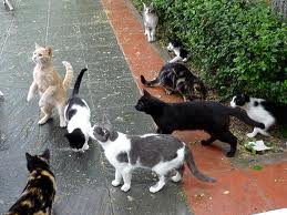 Resultado de imagen de gatos callejeros andalucia