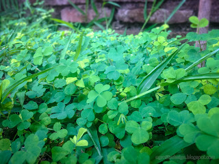 Beautiful Green Clover Garden Plants In The Yard Of The House