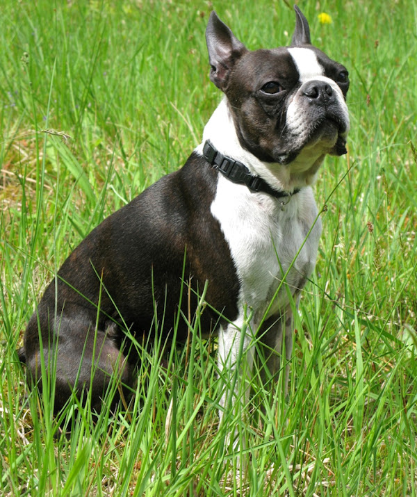 Do Boston Terriers Get Cherry Eye