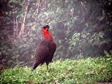 Satyr Trogopan. Satyr Trogopan.