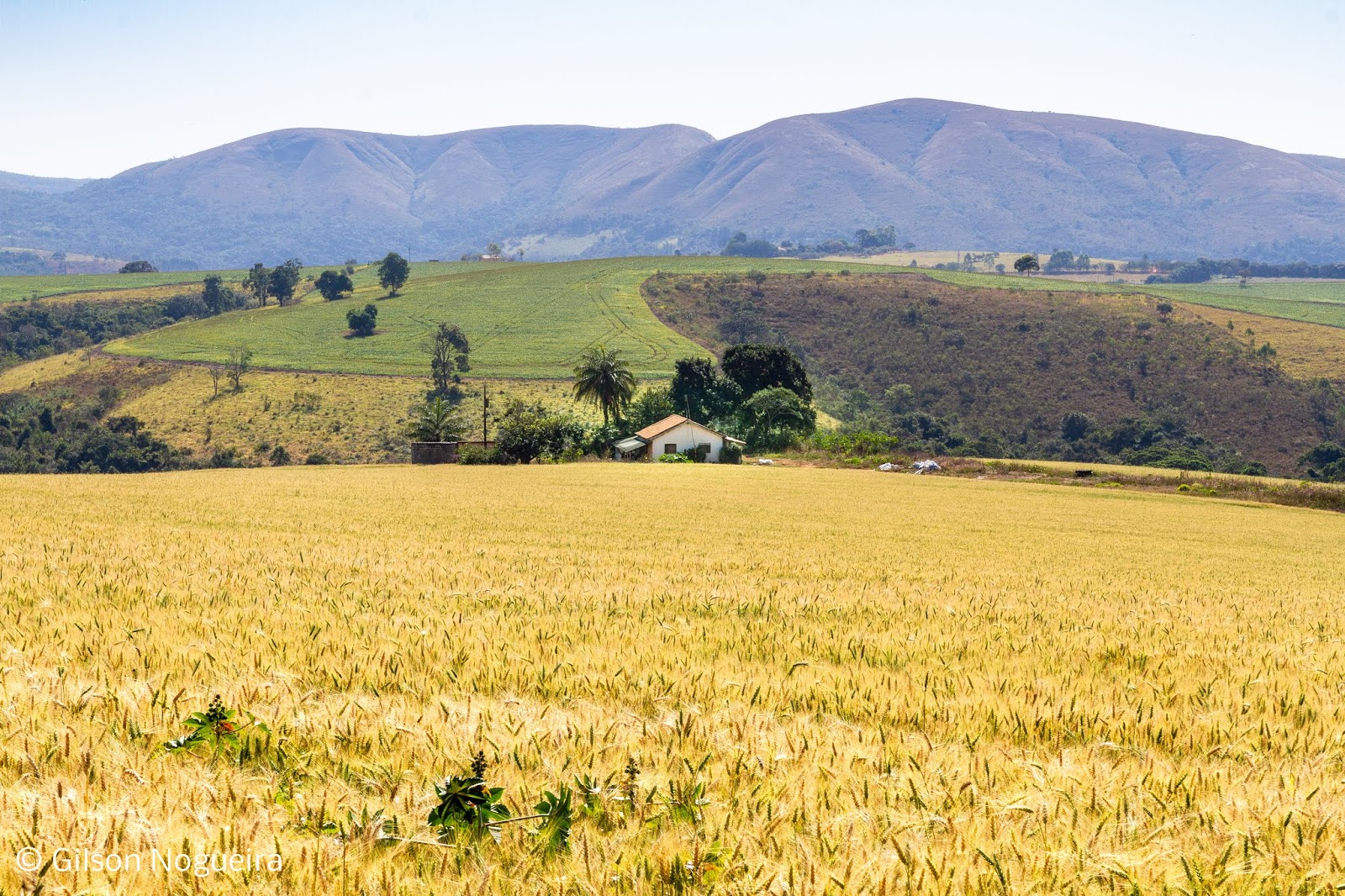 Produção de trigo cresce em Minas Gerais Conheça Minas Produção de trigo cresce em Minas Gerais Conheça Minas