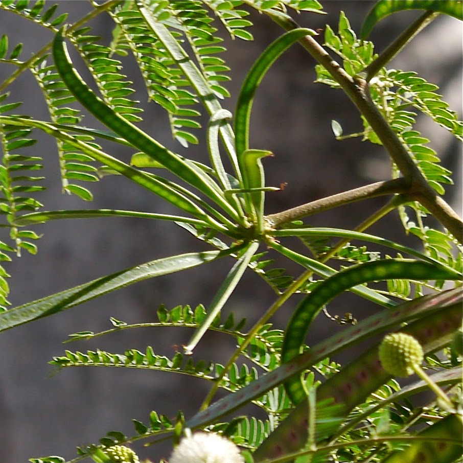 The World According to Mochi Haole Koa