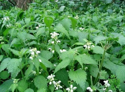 Tonique capillaire pour nourrir les cheveux cassants et fragiles Tonique capillaire pour nourrir les cheveux cassants et fragiles