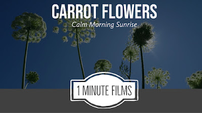 Carrot Flower Video