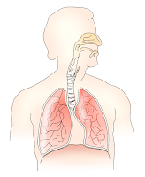 Respiratory system (sistem pernapasan) Respiratory system (sistem pernapasan)