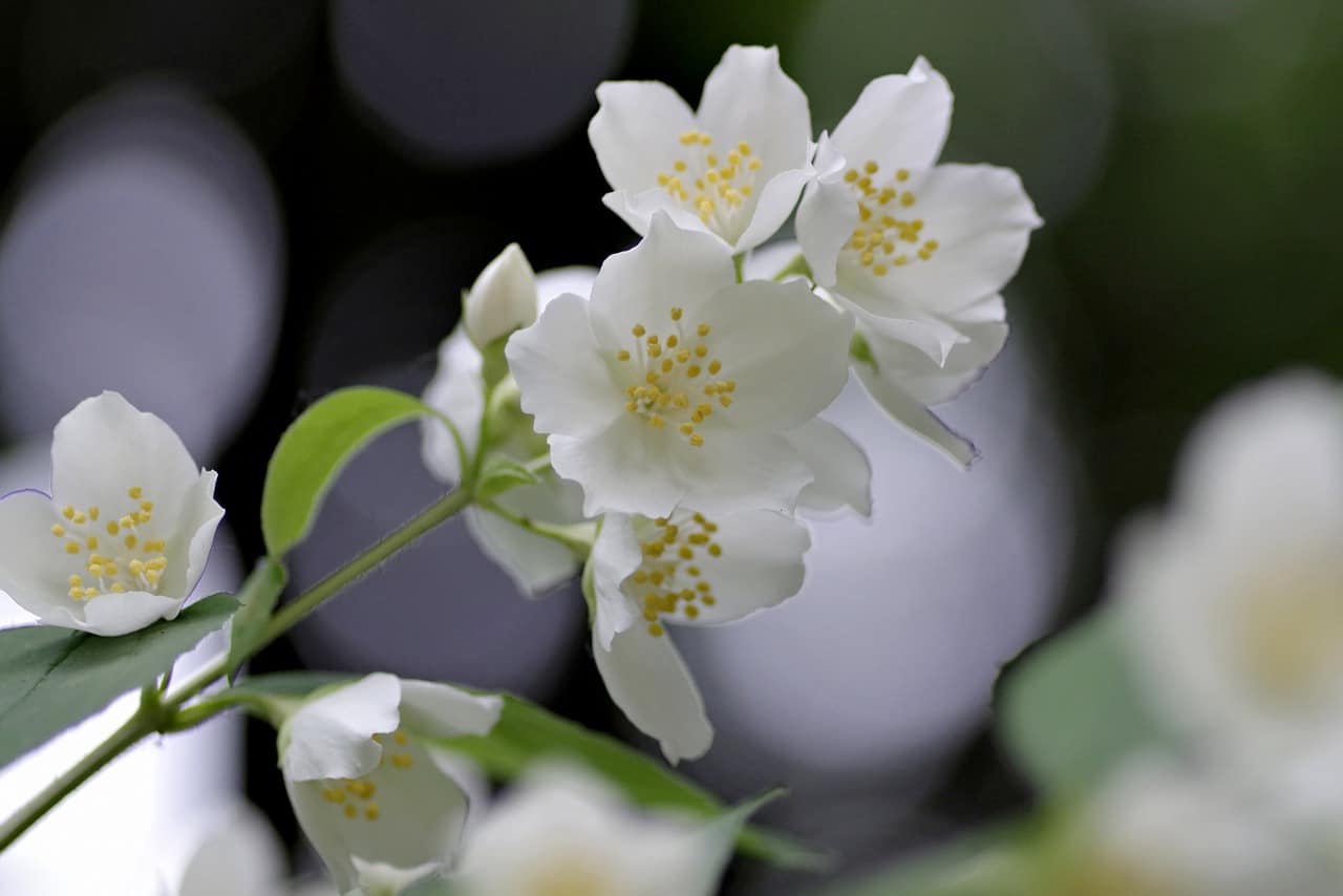 picture of jasmine flower