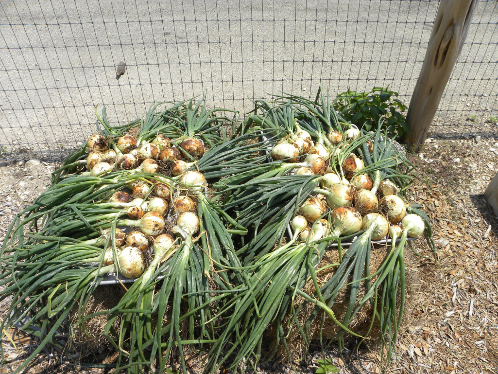 Diane's Texas Garden Onion Harvest