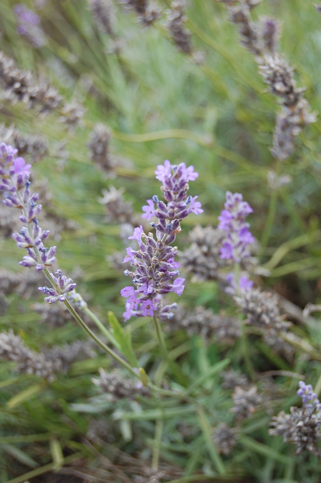 Tassie Twosome The Sweet Smell of Lavender