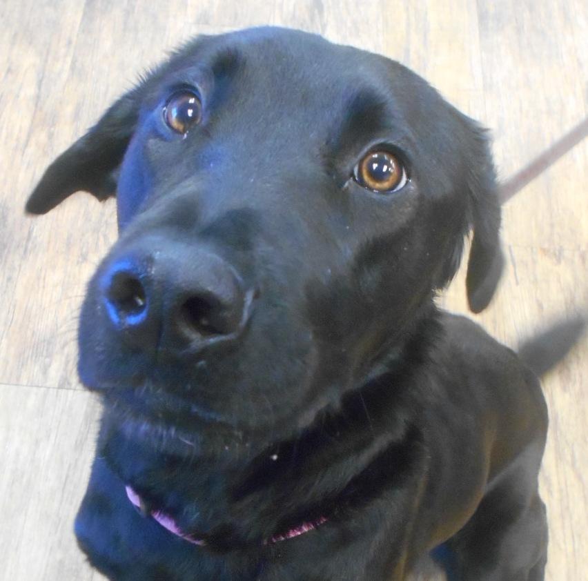 Hoosier Doggy Daycare and Boarding